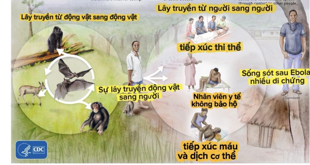 Bệnh do vi rút Ebola, biết đúng thì không sợ