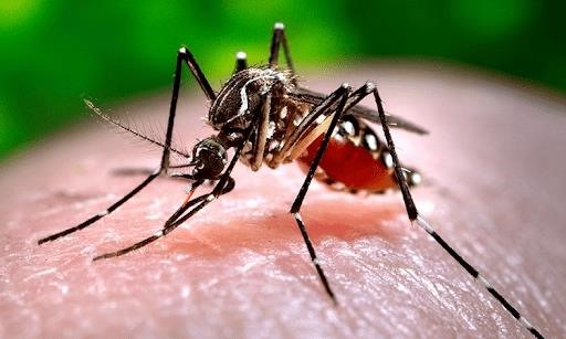 Chủ động phòng ngừa bệnh sốt xuất huyết Dengue cho cả gia đình