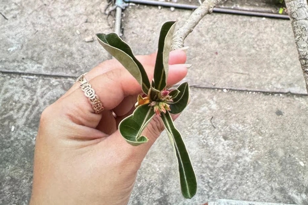 Hai bệnh nhi ngộ độc sau khi nuốt phải mủ hoa sứ