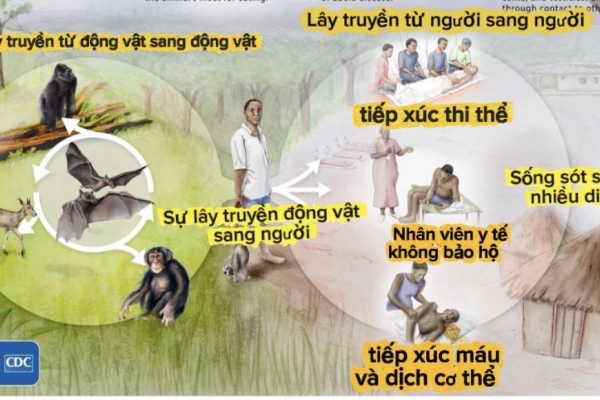Bệnh do vi rút Ebola, biết đúng thì không sợ