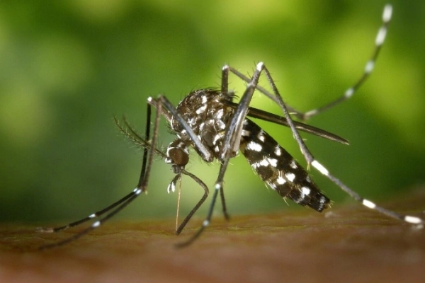 Cảnh báo virus phá hủy nội tạng tăng ở một số nước châu Âu