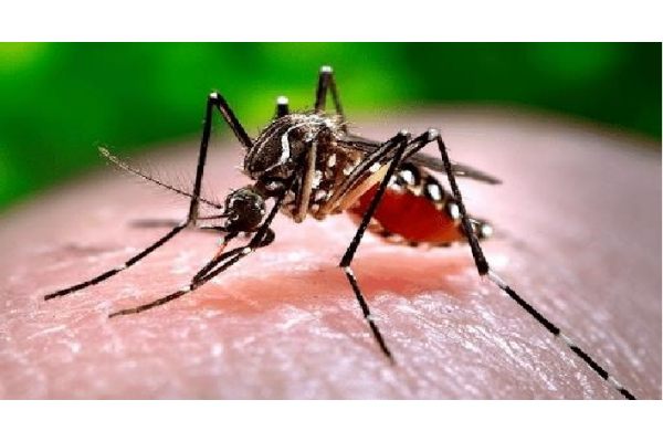 Chủ động phòng ngừa bệnh sốt xuất huyết Dengue cho cả gia đình