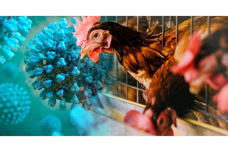Cúm gia cầm H5N1 nguy hiểm thế nào?
