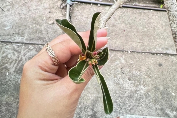 Hai bệnh nhi ngộ độc sau khi nuốt phải mủ hoa sứ