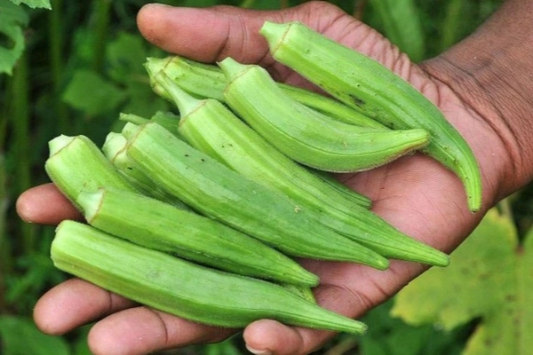 Loại quả chuyên dọn mỡ máu của người Nhật, chợ Việt rất rẻ